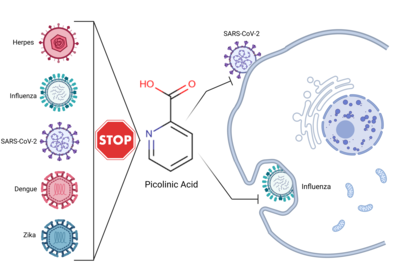 Picolinic acid, a natural compound in humans, can block viruses like SARS-CoV2: IISc