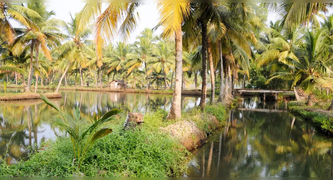 Did you know about the Village of Books in Kerala?, Kollam - Times of