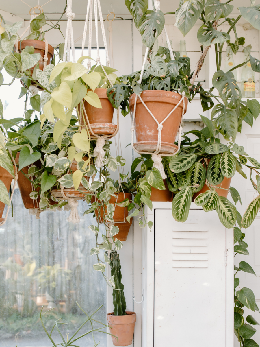 10 Plants that are known to attract negative energy Times of India