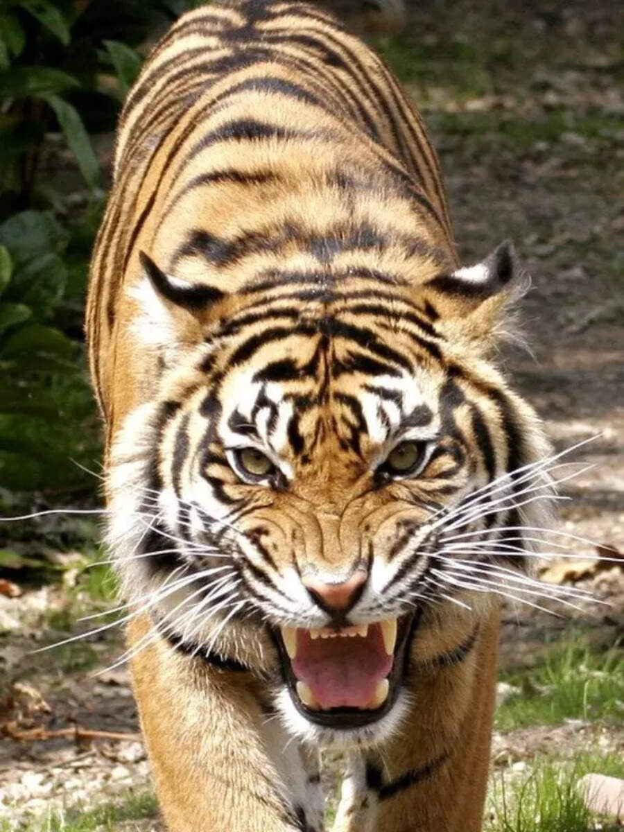 8 Most Powerful Big Cats In The World Times Now