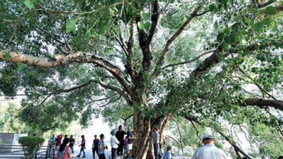 Yogi govt to maintain 948 heritage trees
