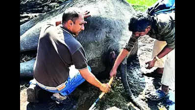 Vet gets Gaj Gaurav Award for rescuing wild elephant
