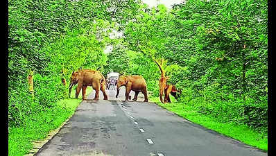 Plan to fit radio collars to track movement of jumbos: Govt to HC