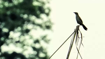 Vulnerable bristled grassbird makes a rare appearance at Dhanauri
