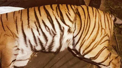 Uttarakhand: Snare still stuck in stomach, tigress gives birth to 3 cubs