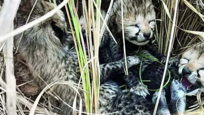 Kuno National Park: Lone surviving 5-month-old cub now silver lining for Project Cheetah