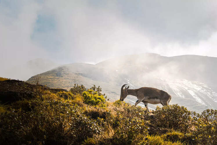 Nilgiri tahr