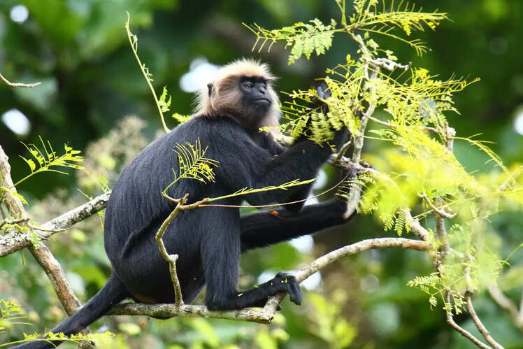 Nilgiri langur