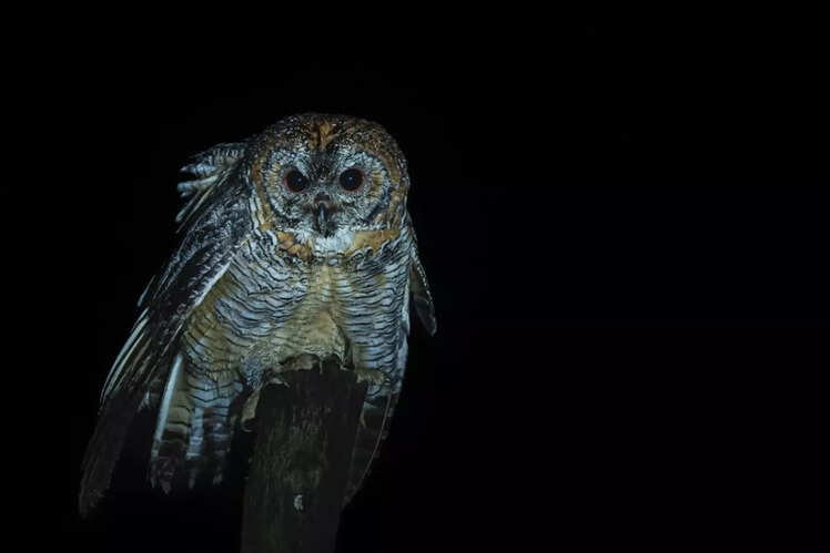 Mottled wood owl