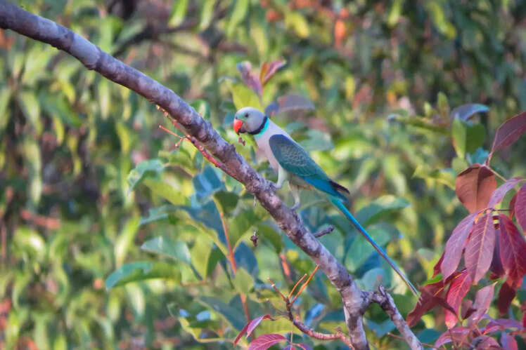 Malabar parakeet