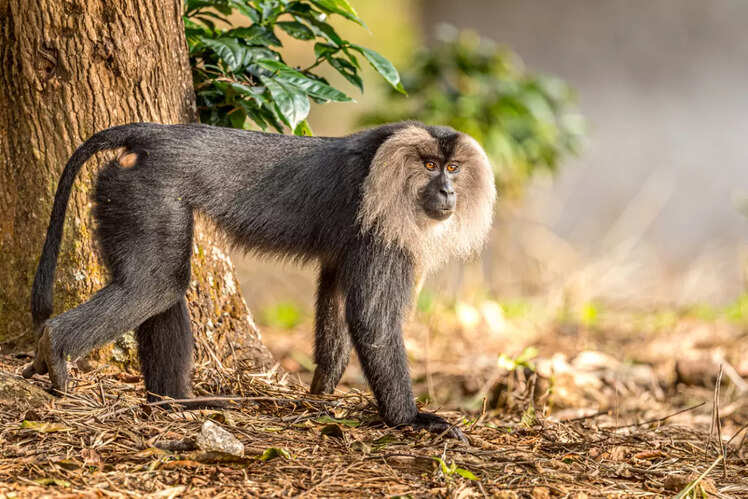 Lion-tailed macaque