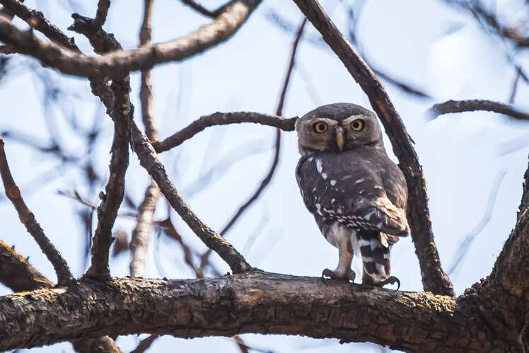 Forest owlet