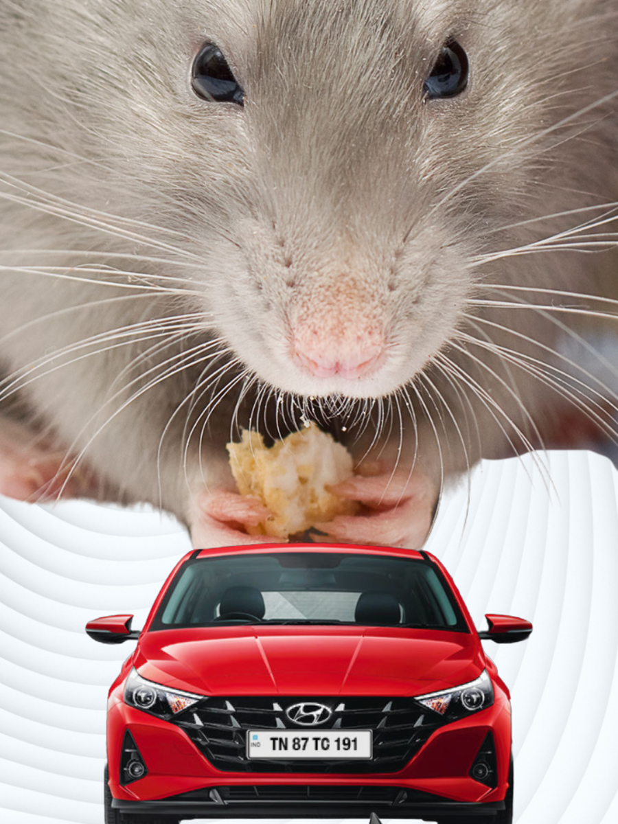 Five ways rats can destroy your car or bike How to avoid costly