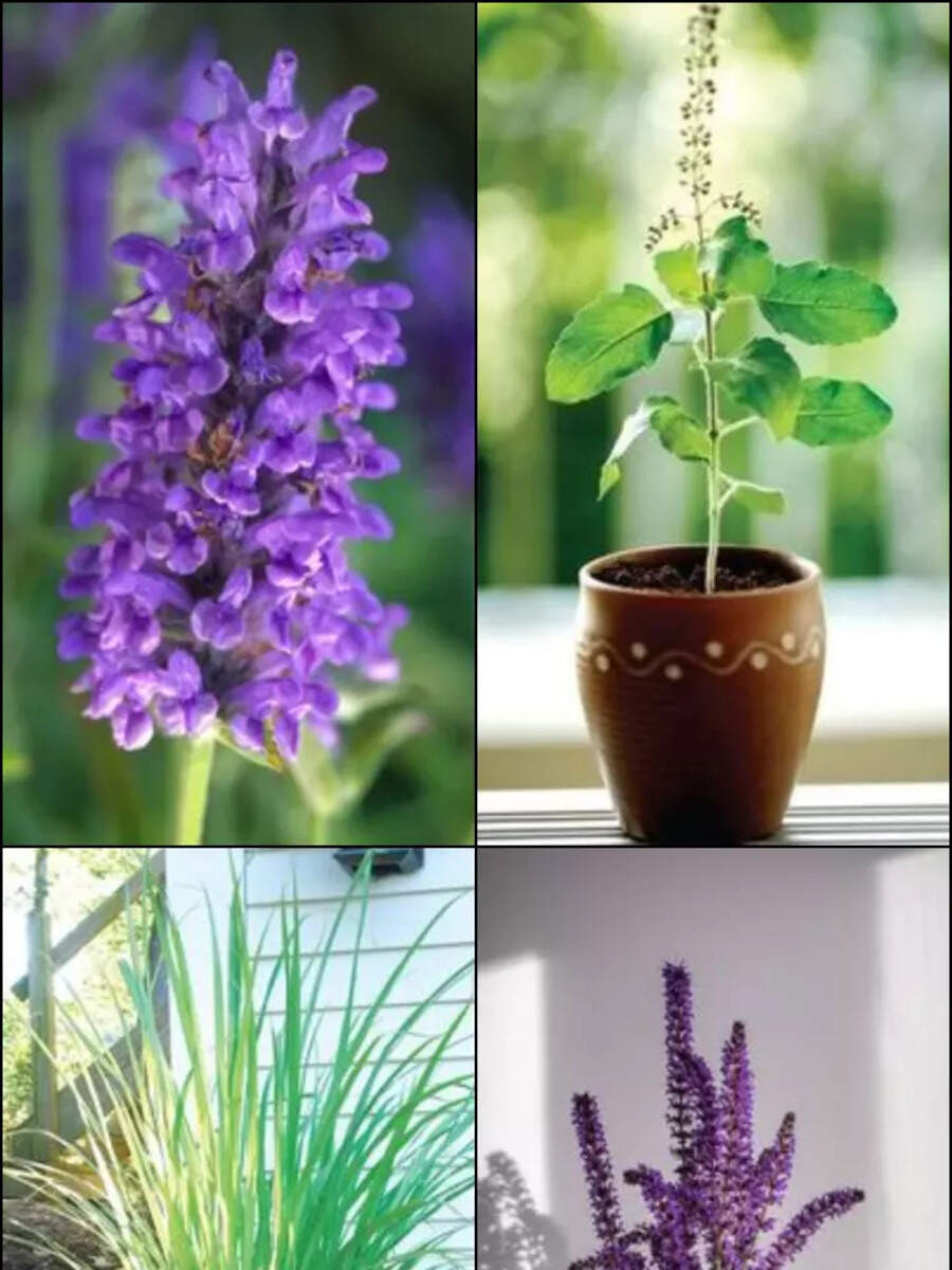 7 Best Mosquito Repellant Plants To Keep At Home Times Now