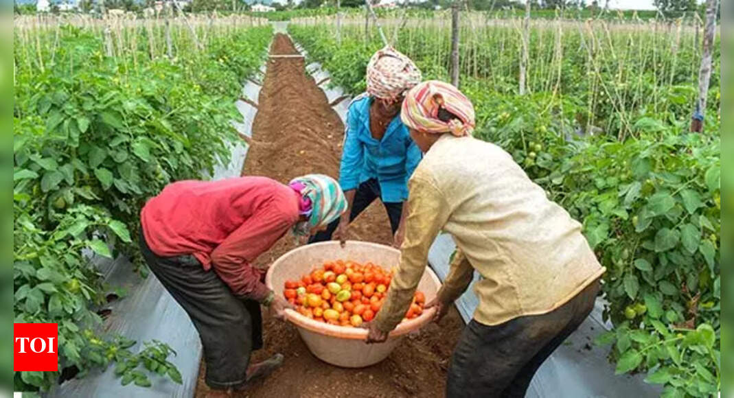 Meet India’s tomato millionaires, and thieves | India News - Times of India