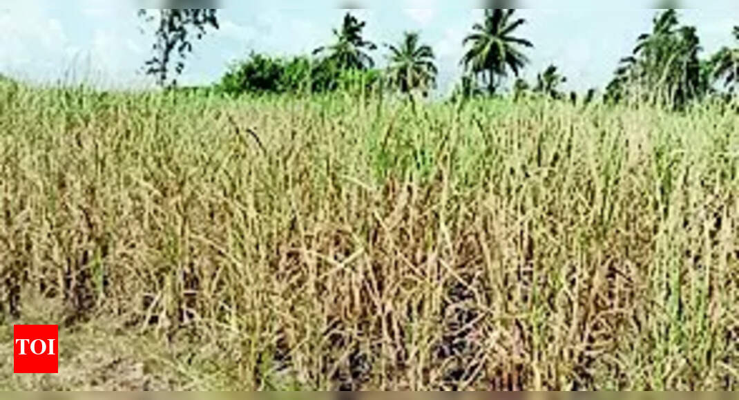 Sugarcane On 43,495 Hectares Withers Due To Lack Of Water | Mysuru News - Vimarsana News