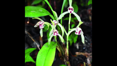 Rare orchid species found in U’khand’s Chopta Valley