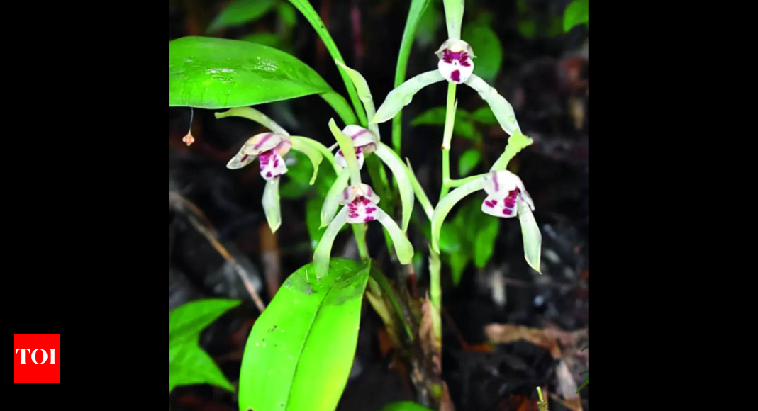Rare Orchid Species Found In U’khand’s Chopta Valley Dehradun News Times of India