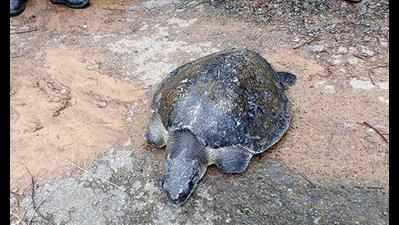 Injured Olive Ridley washes ashore on Colomb beach