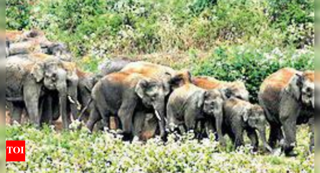It's a jumbo dip in wild elephant count in state | Kochi News - Times ...