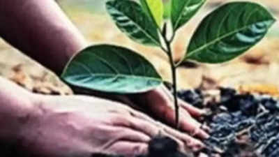 Noida to plant 10 lakh saplings today, Ghaziabad 8.5 lakh