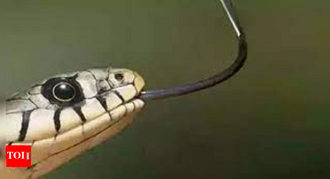 Snakebite: Snakebite Cases Rattle District, 4 Dead In July | Ludhiana News - Vimarsana News