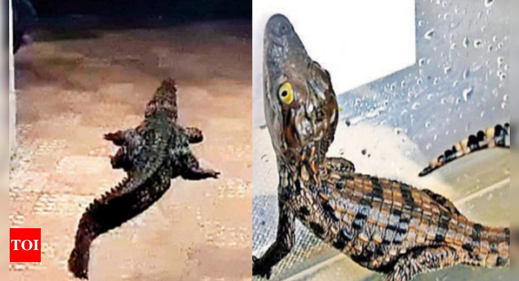 7-ft-long crocodile enters hsg soc in Raigad; forest dept rescues ...