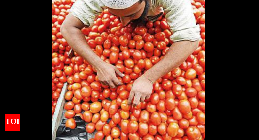 Tomato prices in Bengaluru drop to below Rs 100/kg | Bengaluru News - Vimarsana News