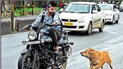 Rabies menace bites Telangana , records fourth highest fatalities in country