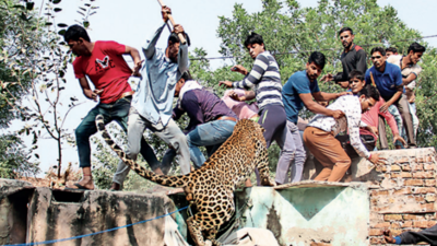 Leopards as neighbours: Conflict that won’t go away