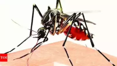 Over 600 dengue cases daily in India, 303 died in '22