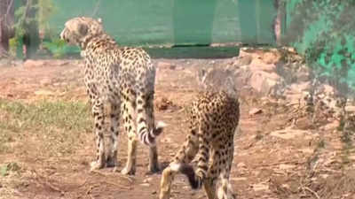 MP: Radio Collars of 6 Cheetahs removed for medical examination at Kuno National Park in Bhopal