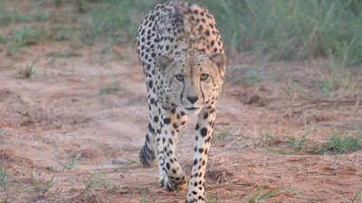 Radio collars of 6 cheetahs at Kuno National Park in Madhya Pradesh removed for medical check