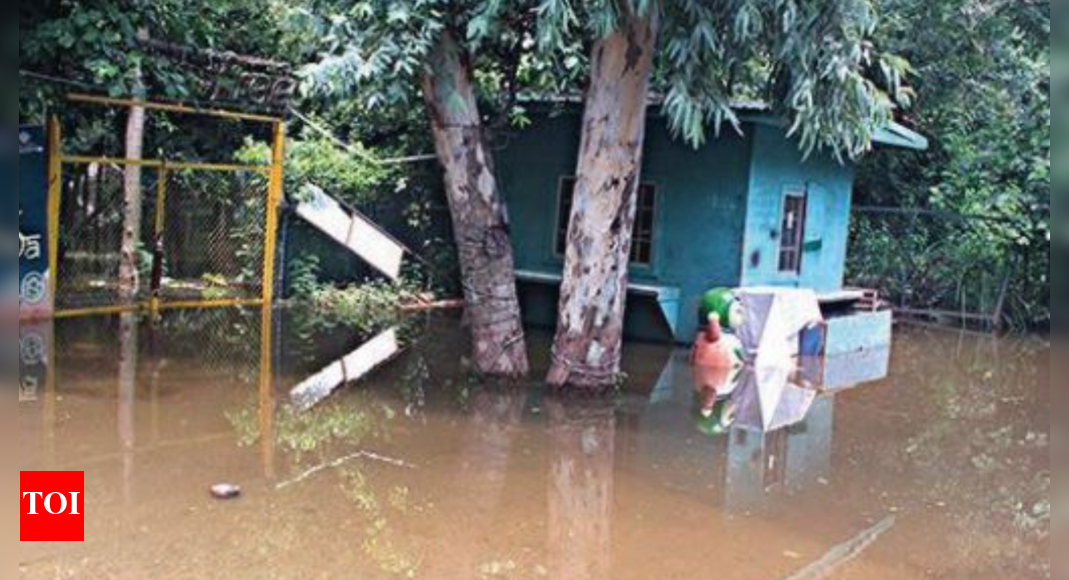 City Forest Inundated, 65 Rabbits To Get New Homes | Ghaziabad News ...
