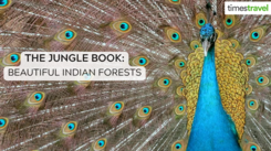 India's most beautiful forests