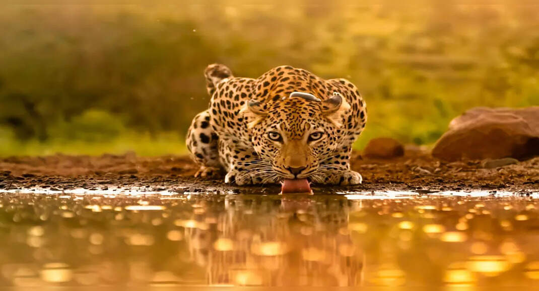 Places in Rajasthan where you can spot leopards | Times of India Travel
