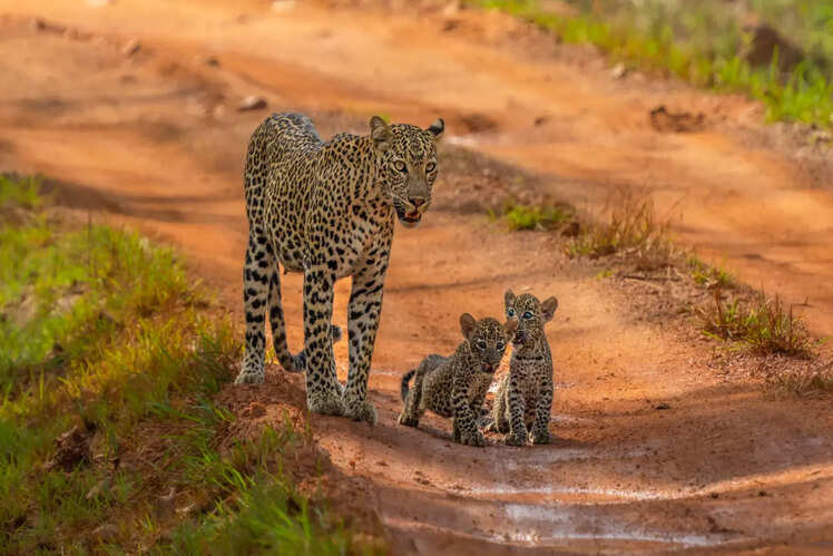 Places in Rajasthan where you can spot leopards | Times of India Travel