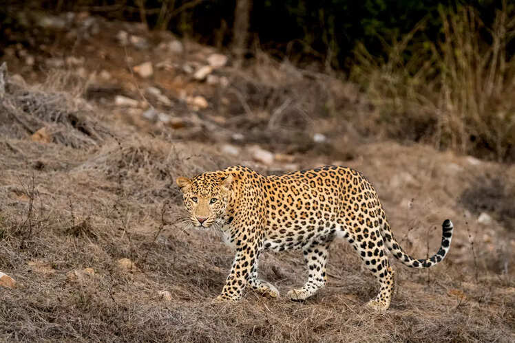 Places in Rajasthan where you can spot leopards | Times of India Travel