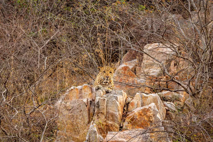Places in Rajasthan where you can spot leopards | Times of India Travel
