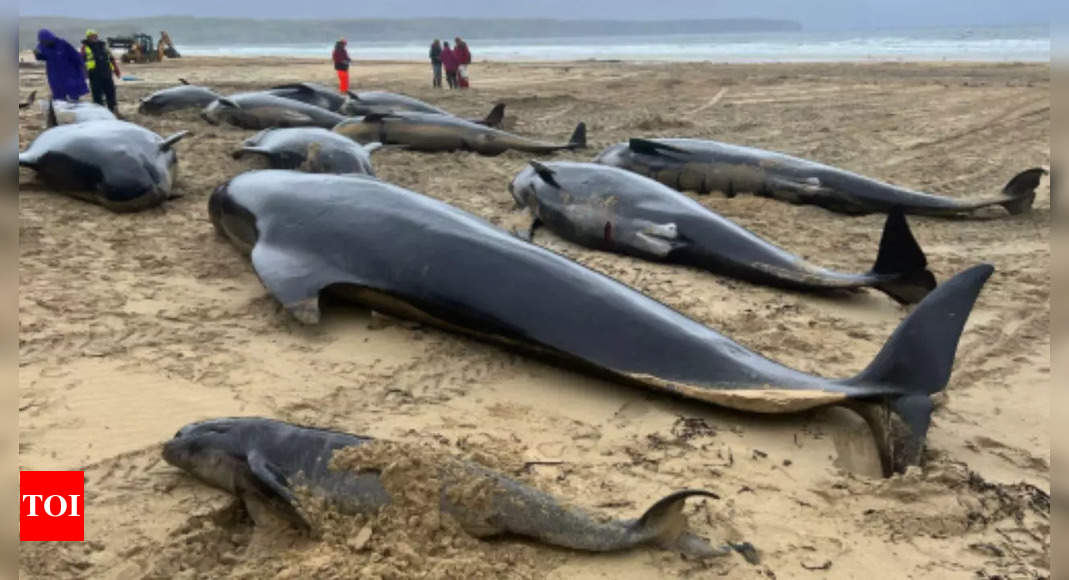 Nearly 100 pilot whales stranded on Australian beach, half dead despite efforts – Times of India