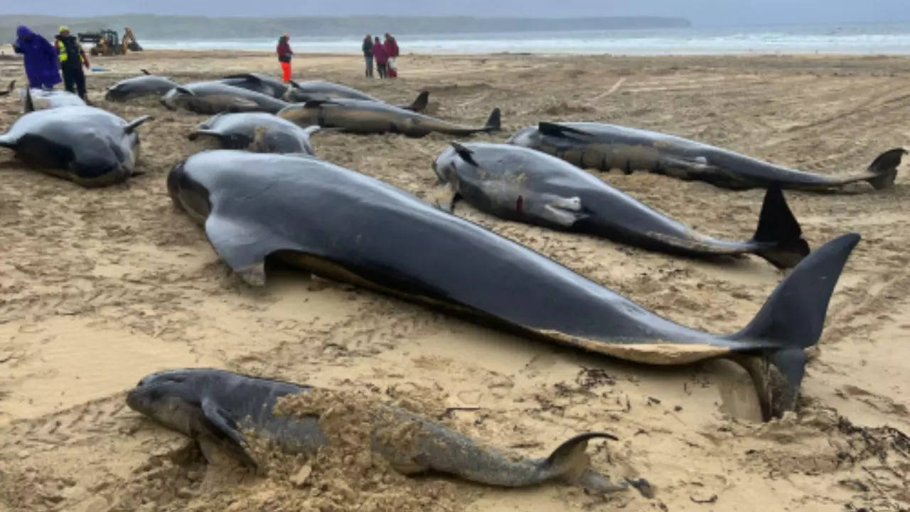 51 Whales Dead After Beaching In Australia, Efforts On To Save 46