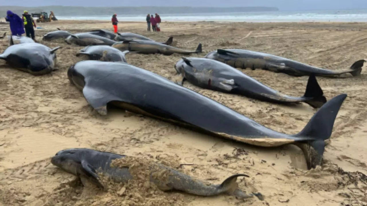 Stranded whales swim back into danger, Whales