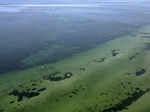 ​Citizen divers in the Baltic Sea combat climate change by restoring seagrass​