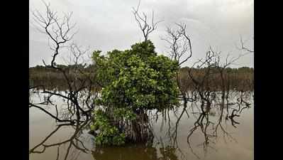 ‘Goa lagging among coastal states in mangrove plantation’