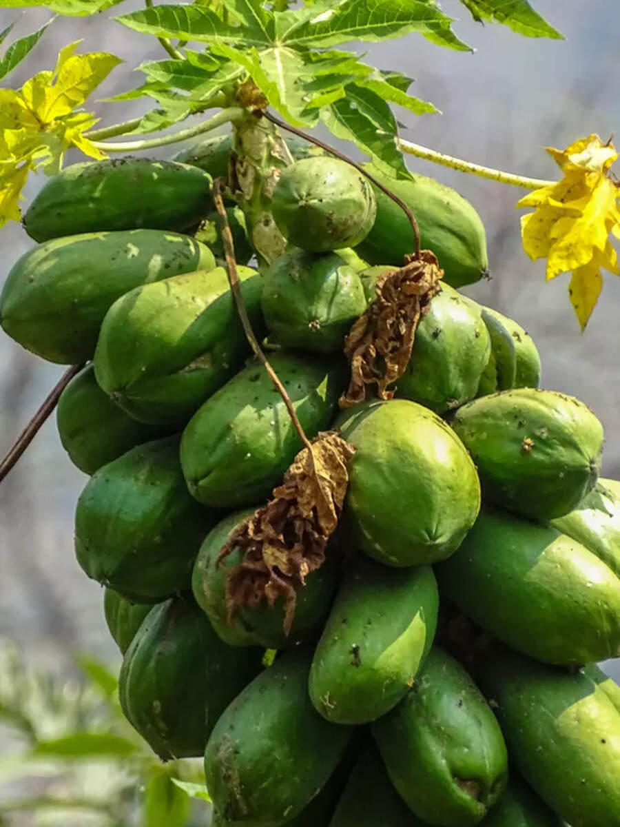Papaya Dishes 9 delicious dishes that can be made with raw papaya