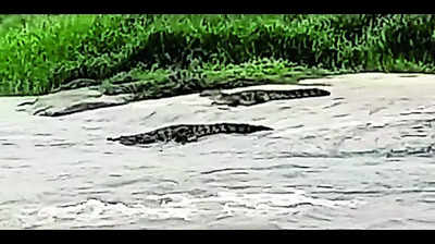 Crocodiles spotted in Krishna River