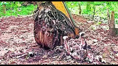 Jumbo killing, burying pose a new challenge for forest dept