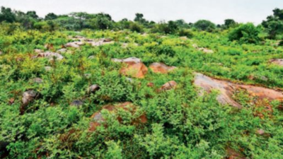 Going back to the roots: How the Aravalis in Badkhal were restored
