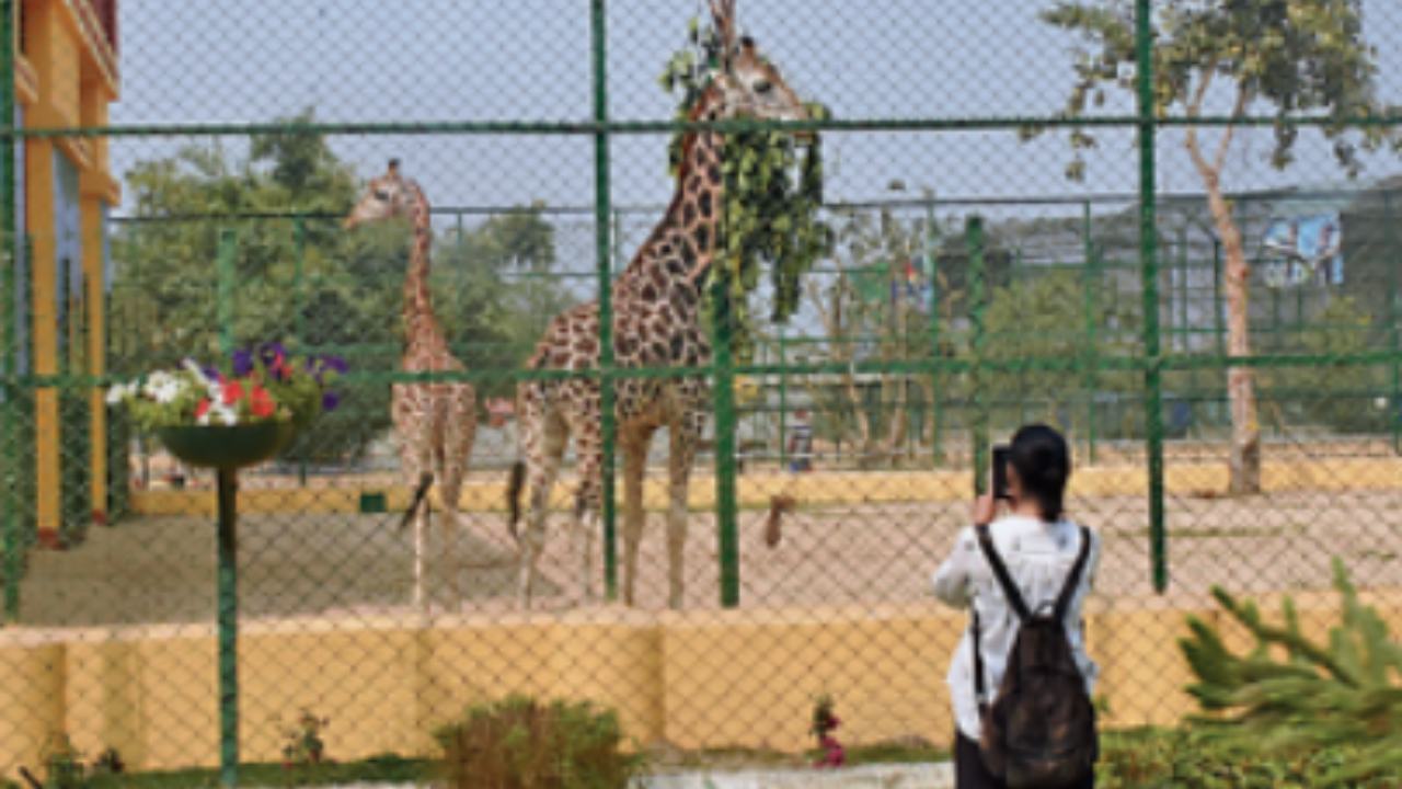 New Town Mini Zoo To House Six Tigers, Six Lions | Kolkata News - Times of  India