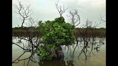 'Goa lagging among coastal states in mangrove plantation'